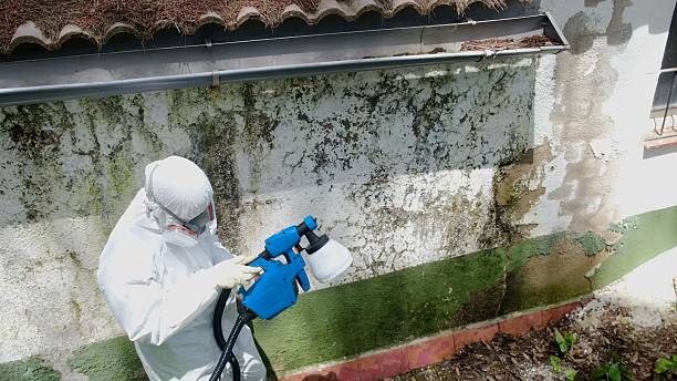 Mold Removal service in Clarklake